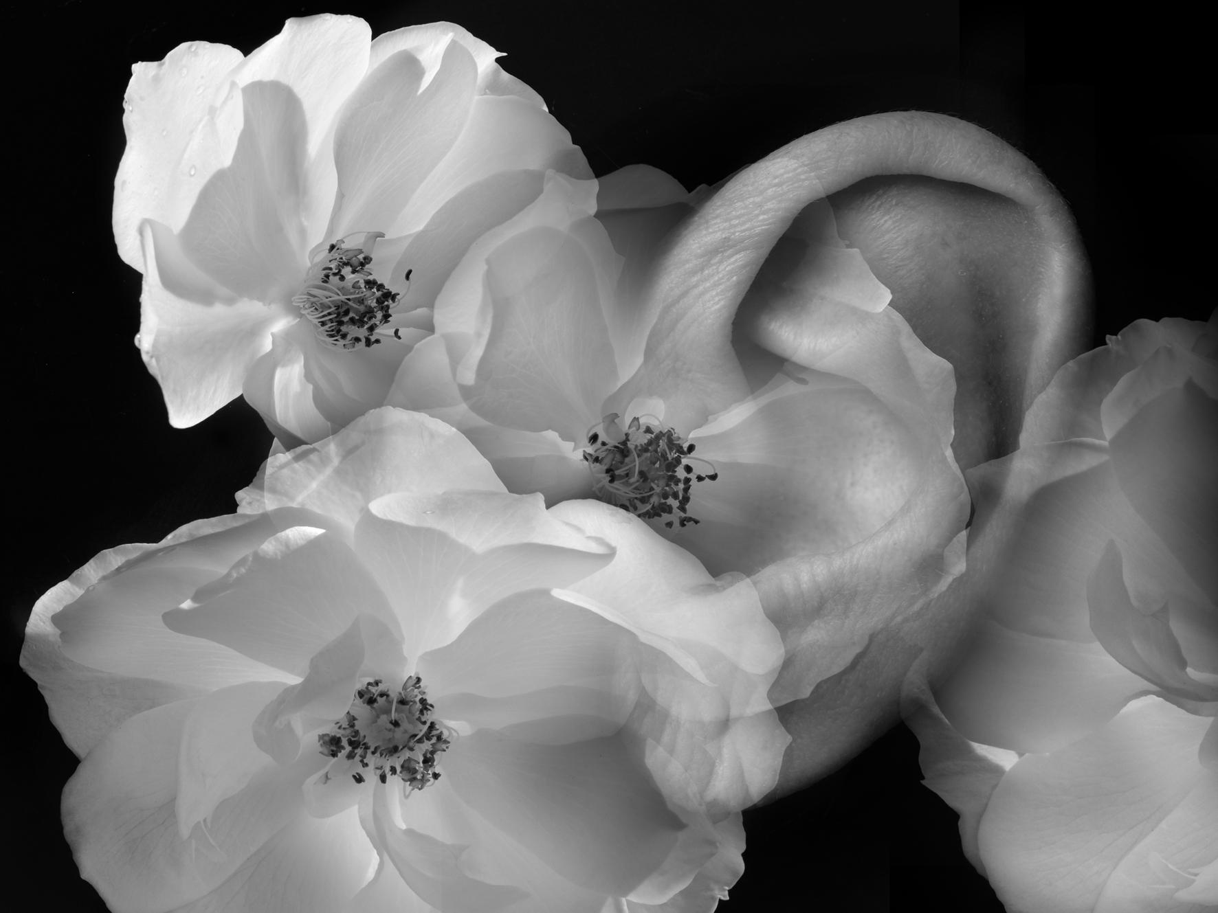 Jurte drei rosen ohr
