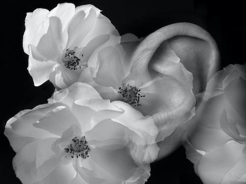Oreille le ger 1