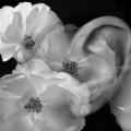 Oreille le ger 1